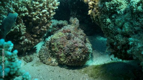 Close-up of the Stonefish on coral reef. Reef Stonefish  Synanceia verrucosa . Red sea  Egypt