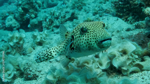 Close-up of Pufferfish swims near coral reef. Blackspotted Puffer  Arothron stellatus   Red sea  Egypt