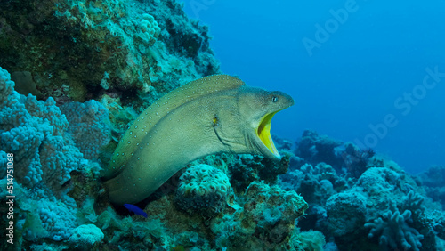 Close-up portrait of Moray with open mouth peeks out of its hiding place. Yellow-mouthed Moray Eel  Gymnothorax nudivomer  Red Sea  Egypt