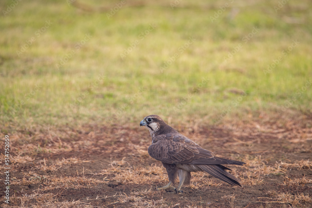 Obraz premium Laggar Falcon