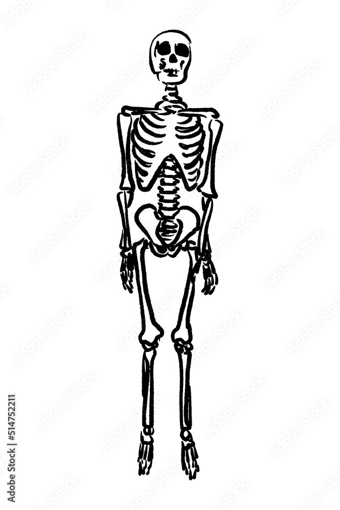 Sketch of human skeleton standing isolated over white background