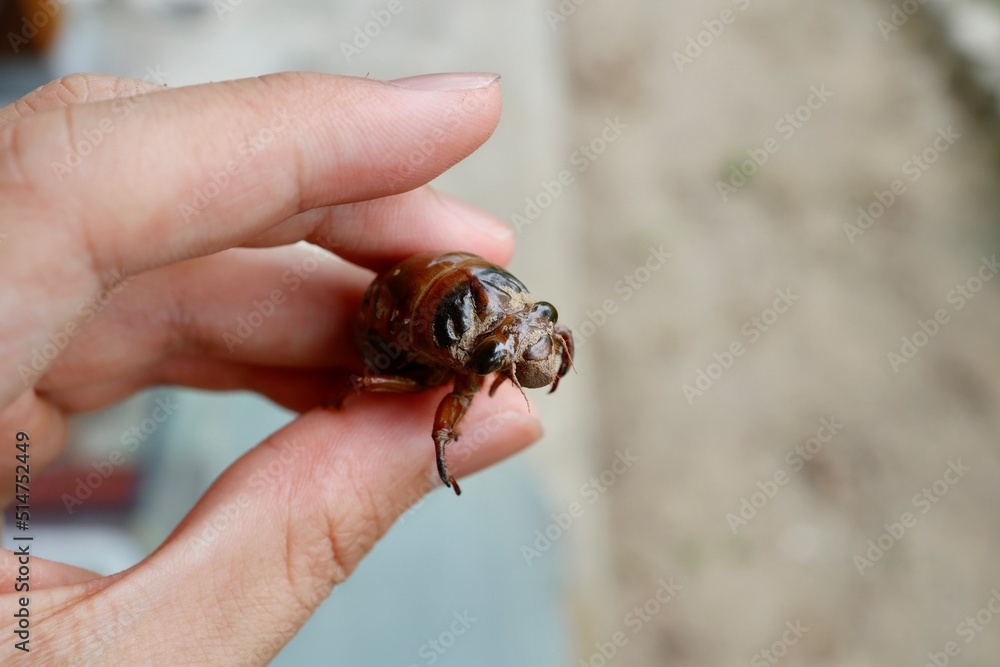 羽化していないクマゼミ(オス)の幼虫 羽化していないクマゼミ(オス)の幼虫