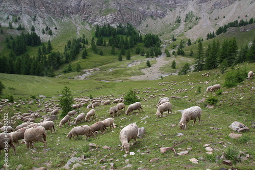 On a late July afternoon, a flock of sheep grazes in the meadows of Haut Verdon (Parc du Mercantour, Alpes-de-Haute-Provence, France)