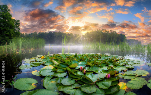 Fototapeta Naklejka Na Ścianę i Meble -  Beautiful summer sunrise with water lily flowers in the lake