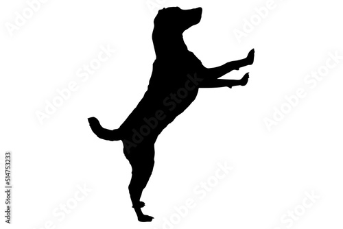 Silhouette of the body of jack Russell sitting on the side