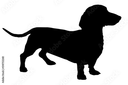 Silhouette of the body of a dachshund sitting on the side