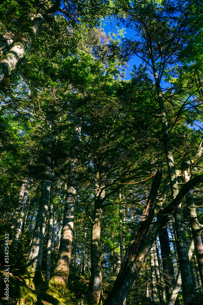 Fototapeta premium 朝の自然風景 南アルプスの森
