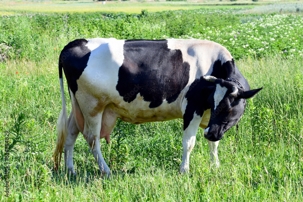 spotted cow grazing in the meadow spotted cow grazing in the meadow