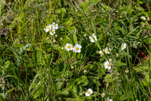 Field strawberry bushes (lat. Fragaria) with white flowers among the grass