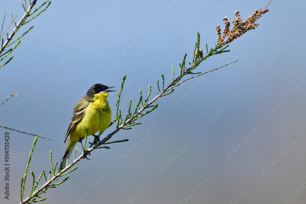 Fototapeta premium Black-headed wagtail // Schafstelze, Maskenschafstelze (Motacilla flava feldegg) - region Macedonia, Greece