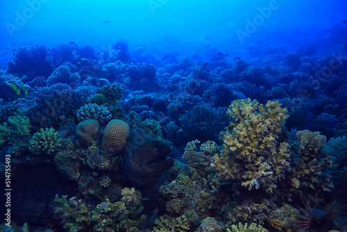 moray eel under water, nature photo wild snake predator marine in the ocean