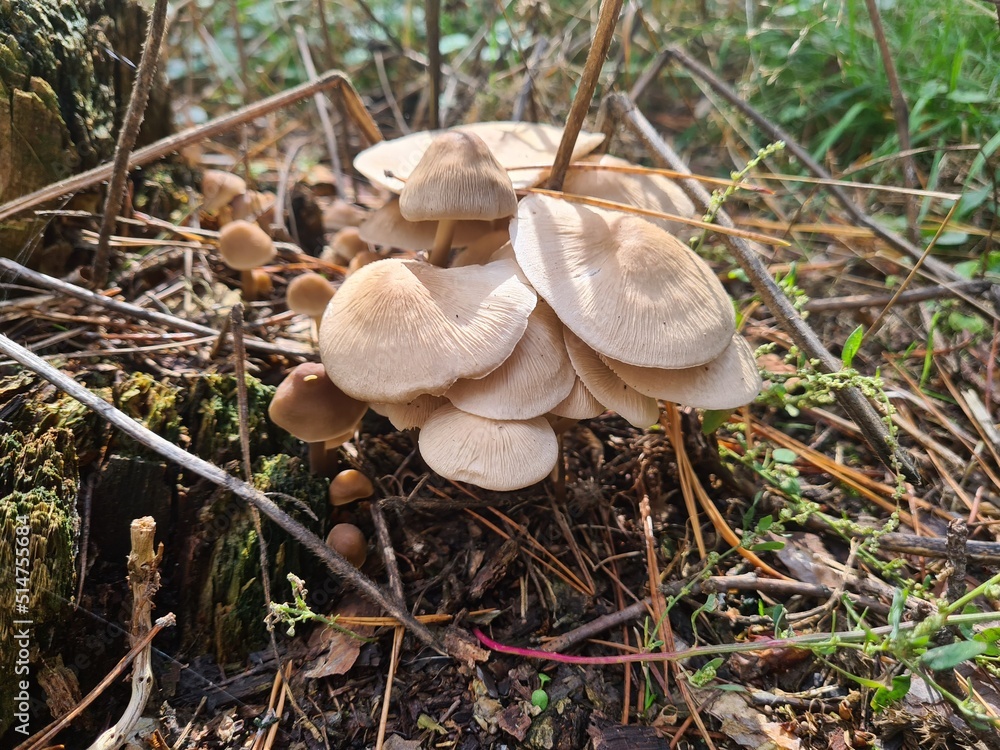 mushrooms in the woods mushrooms in the woods