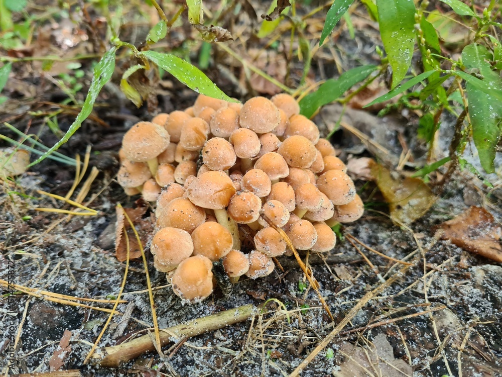 mushrooms in the forest mushrooms in the forest