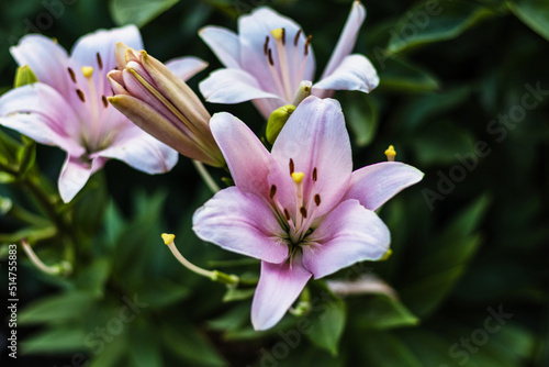 Beautiful pink lily flower in the garden. Lily Lilium hybrids flower. Macro photography. Summer plant.