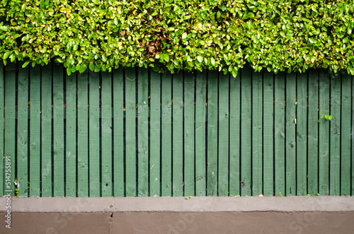 green fence and hedge