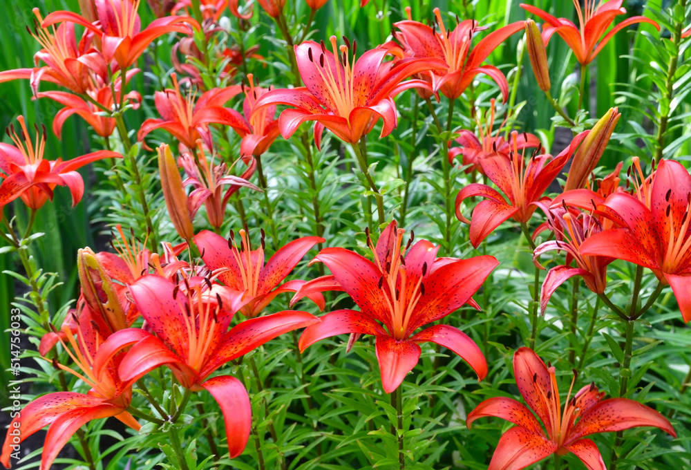 Red orange Lilium Matrix or Asiatic lily flowers in the garden.Summer background with copy space. Selective focus. Red orange Lilium Matrix or Asiatic lily flowers in the garden.Summer background with copy space. Selective focus.