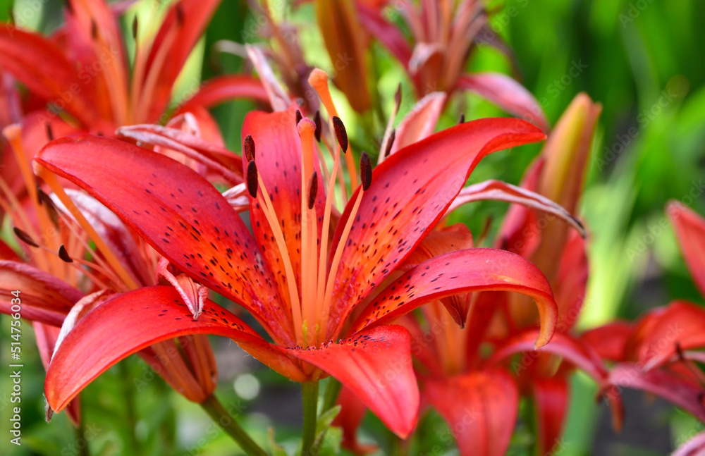 Red orange Lilium Matrix or Asiatic lily flowers in the garden.Summer background with copy space. Selective focus. Red orange Lilium Matrix or Asiatic lily flowers in the garden.Summer background with copy space. Selective focus.