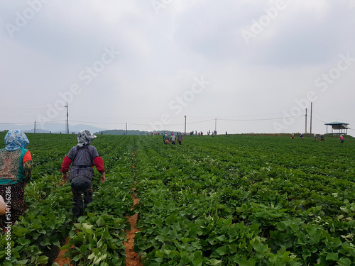 farmer in field