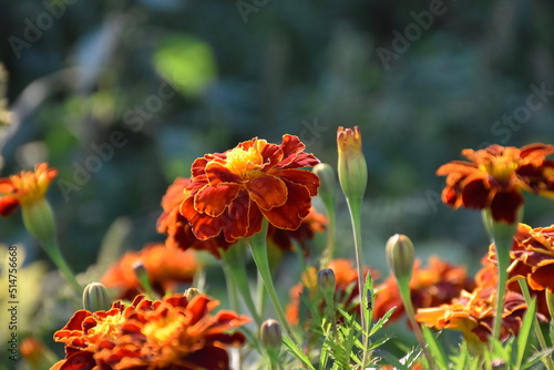 Summer garden flower