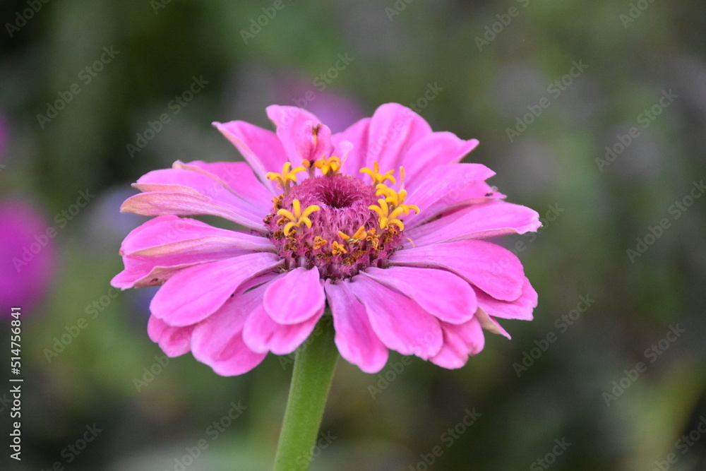 Summer garden flower Summer garden flower