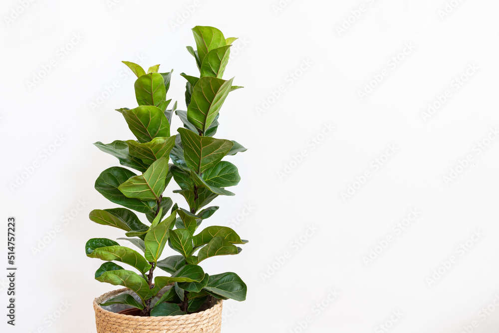 Ficus lyrata Bambino (Dwarf Fiddle Leaf Fig)