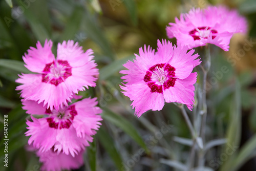 Pink dianthus carnation flowers in full bloom photo