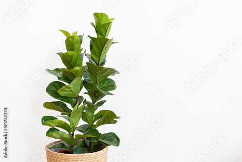 Obraz na płótnie Ficus lyrata Bambino (Dwarf Fiddle Leaf Fig) w salonie