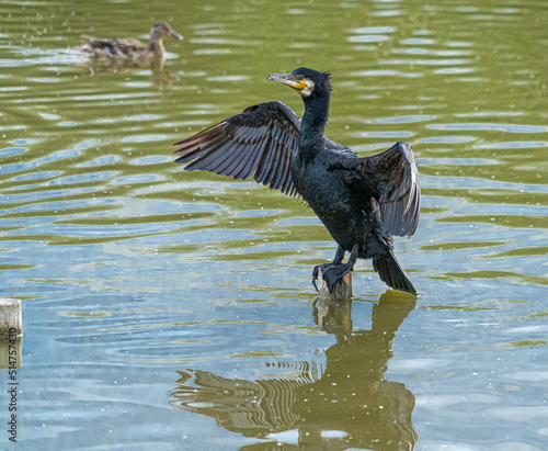 Single Portarit Black Cormorant Gannet Water Sea Bird perced in middle of water lake on wooden post with wings outstreched in cross shape and full refelecion in water photo