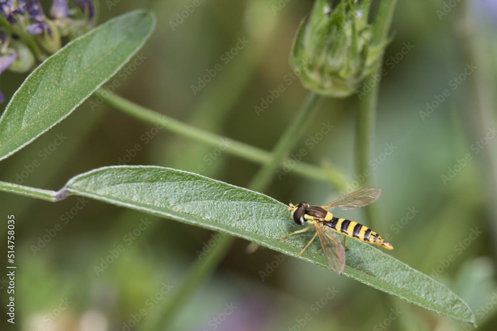 Fototapeta premium Mosca abeja sphaerophoria scripta