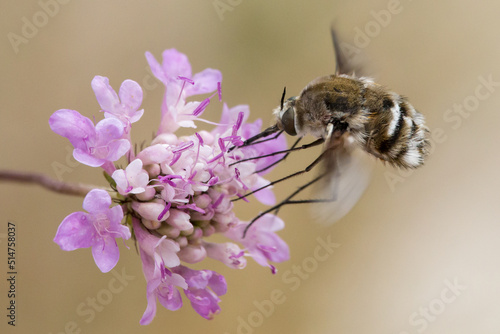mosca abeja bombylius recogiendo nectar photo