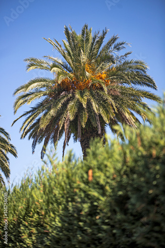 palm tree and blue sky