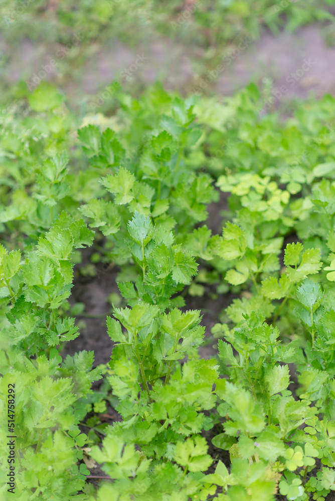 Parsley grows in the garden. Fresh juicy parsley, natural and organic Parsley grows in the garden. Fresh juicy parsley, natural and organic