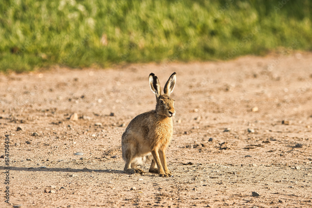 Fototapeta premium rabbit in the grass