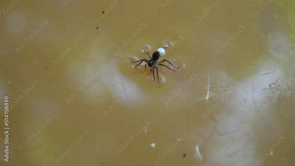 Argyroneta aquatica spider on the water Argyroneta aquatica spider on the water