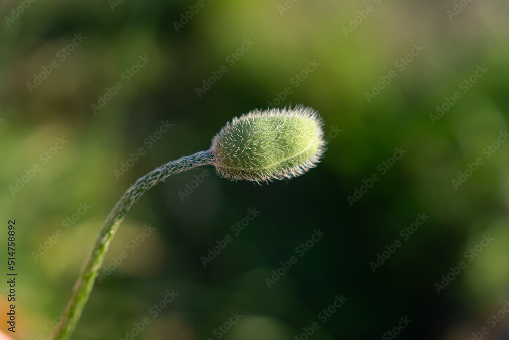 Unopened poppy bud on green blurred background