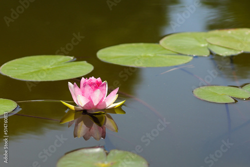 Beautiful pink water lily or lotus in the pond. Selective focus, copy space. Beauty in nature