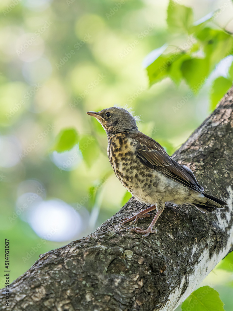 A fieldfare chick, Turdus pilaris, has left the nest and is sitting on a branch. A chick of fieldfare sitting and waiting for a parent on a branch. A fieldfare chick, Turdus pilaris, has left the nest and is sitting on a branch. A chick of fieldfare sitting and waiting for a parent on a branch.