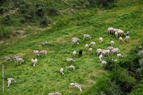 flock of sheep in the meadow