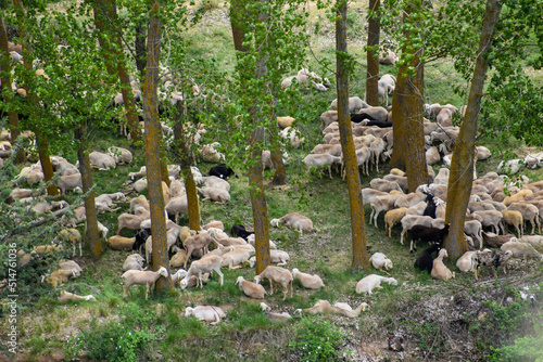 flock of sheep in the meadow
