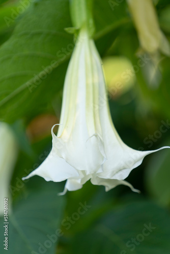 Natural background with close-up brugmansia colours