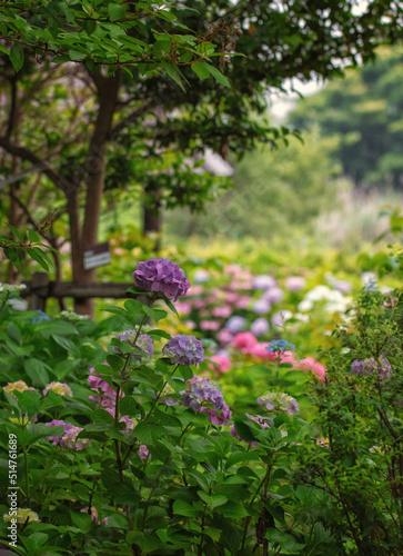 滋賀県守山市の「もりやま芦刈園」の紫陽花です photo