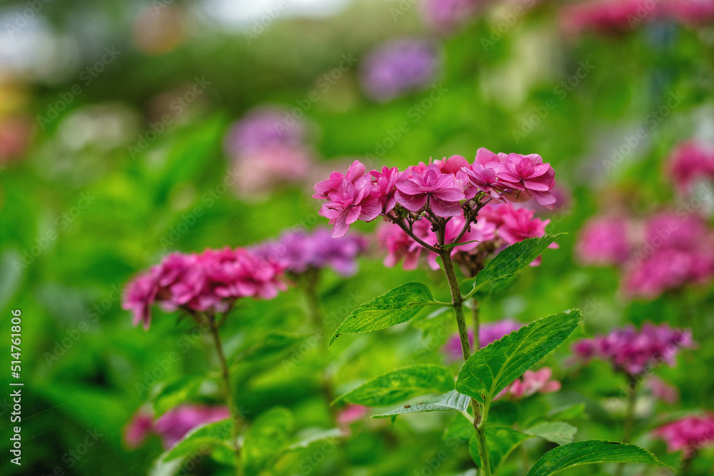 満開の額紫陽花 満開の額紫陽花