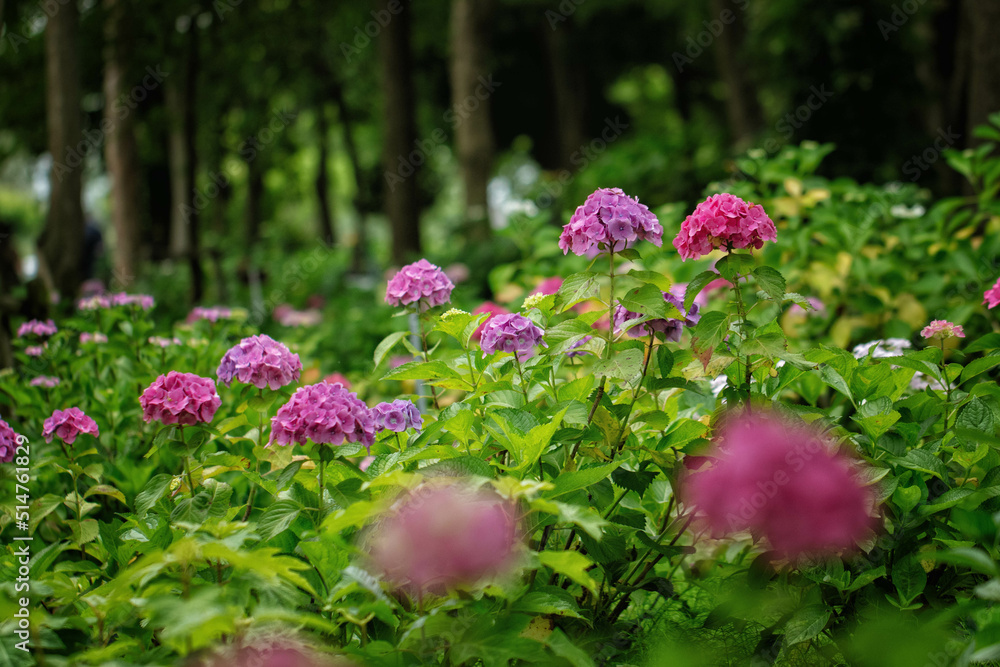 Obraz premium 滋賀県守山市の「もりやま芦刈園」に咲く紫陽花