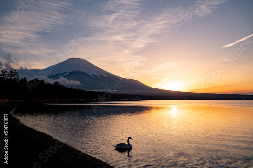 山梨　富士山と山中湖の白鳥 © koichi