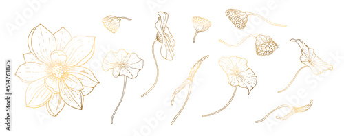 Set, golden lotus flowers isolated on white background. Golden handmade flower. Vector illustration. For greeting cards and wedding invitations, birthday, Valentine s Day, Mother s Day and others. photo