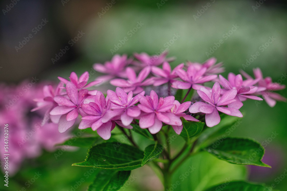 八重咲きの西洋紫陽花 八重咲きの西洋紫陽花