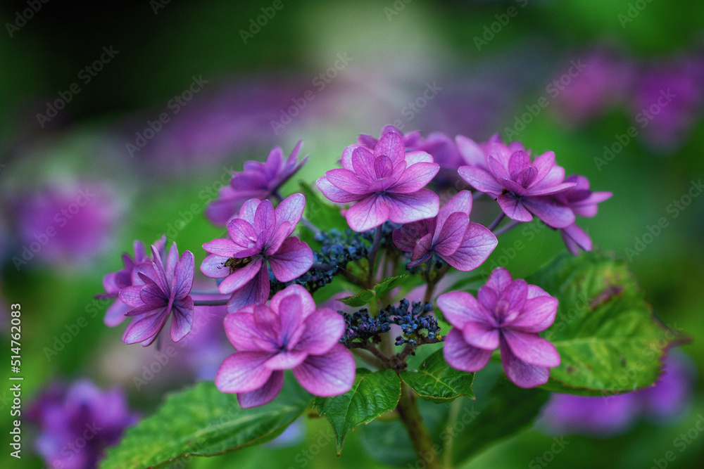 八重咲きの西洋紫陽花
