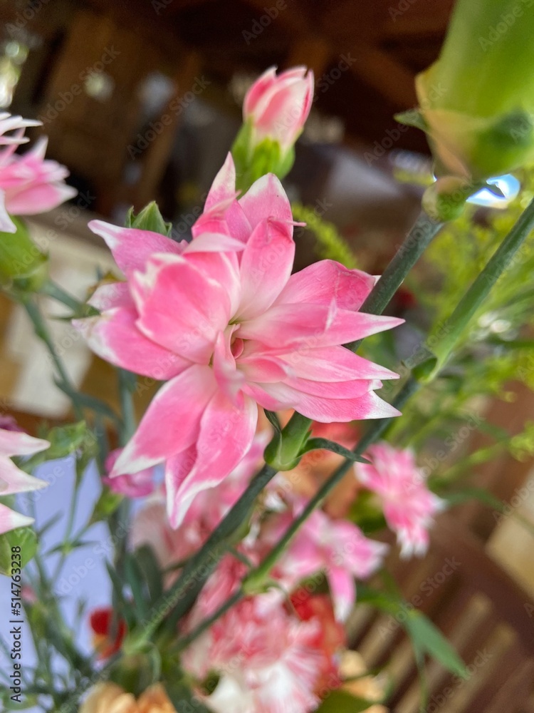 Fototapeta premium Flores tropicais