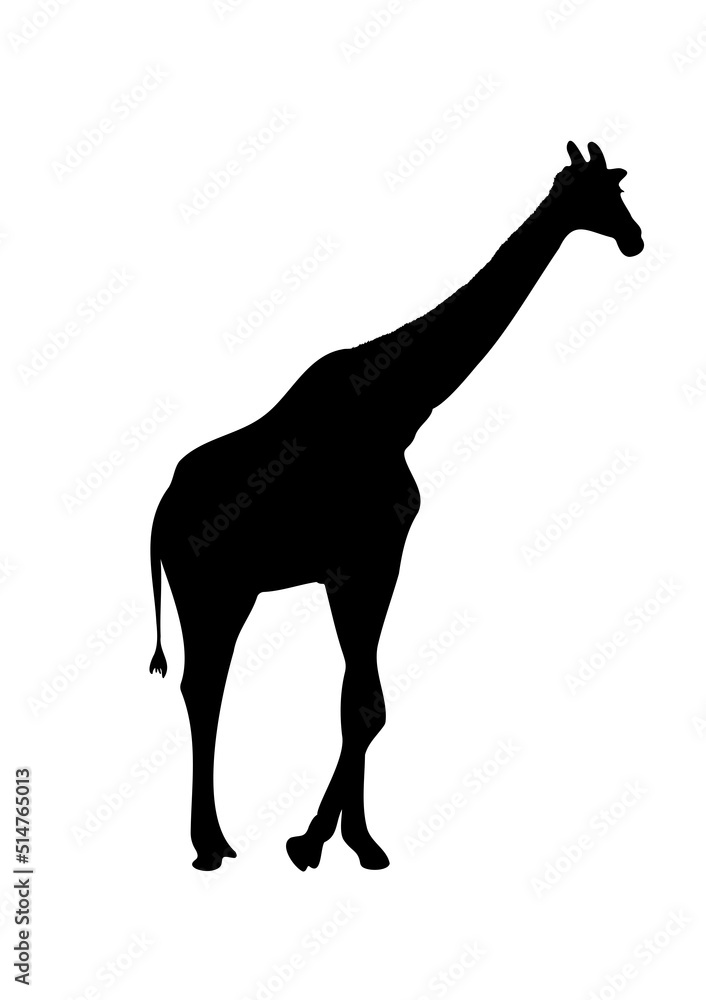 giraffe drawing silhouette black with white isolated vector illustration giraffe drawing silhouette black with white isolated vector illustration