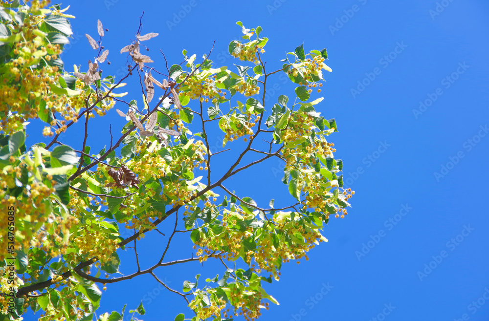Blooming linden branches against the blue sky. Blooming linden branches against the blue sky.